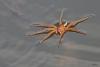 Dolomedes sp.